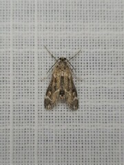 Hygraula nitens