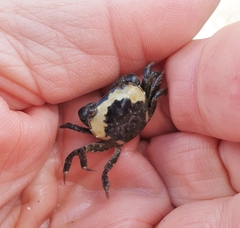 Hemigrapsus crenulatus