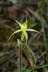 Caladenia xanthochila