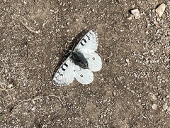 Parnassius smintheus