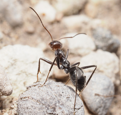 Myrmecocystus melliger