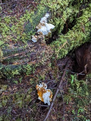 Laetiporus conifericola