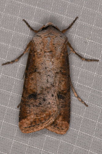 Euxoa bochus photo 2