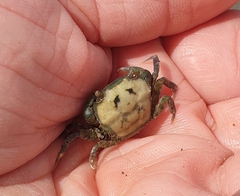 Hemigrapsus crenulatus