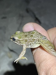 Lithobates blairi