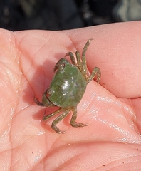 Hemigrapsus crenulatus