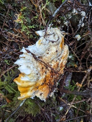 Laetiporus conifericola