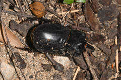 Trichogomphus mongol