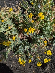 Senecio aetnensis