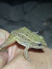 Lithobates blairi