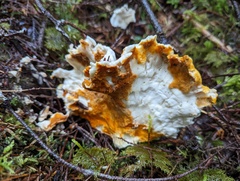 Laetiporus conifericola
