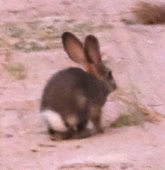 Lepus saxatilis