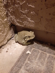 Incilius alvarius