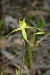 Caladenia xanthochila