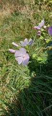 Malva moschata