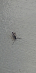 Campopleginae