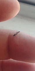 Campopleginae