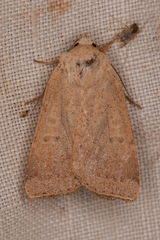 Abagrotis