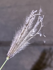 Chloris