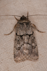Sympistis columbia