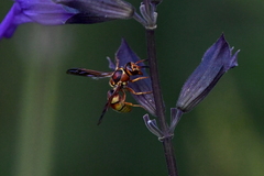 Euodynerus pratensis