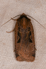 Parabagrotis