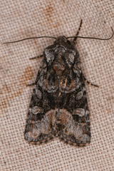 Lacinipolia