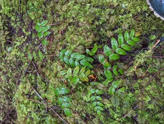 Berberis nervosa