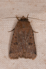 Abagrotis