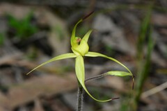 Caladenia xanthochila