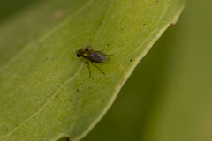 Achradocera