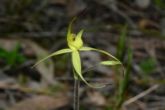 Caladenia xanthochila