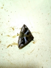 Bastilla
