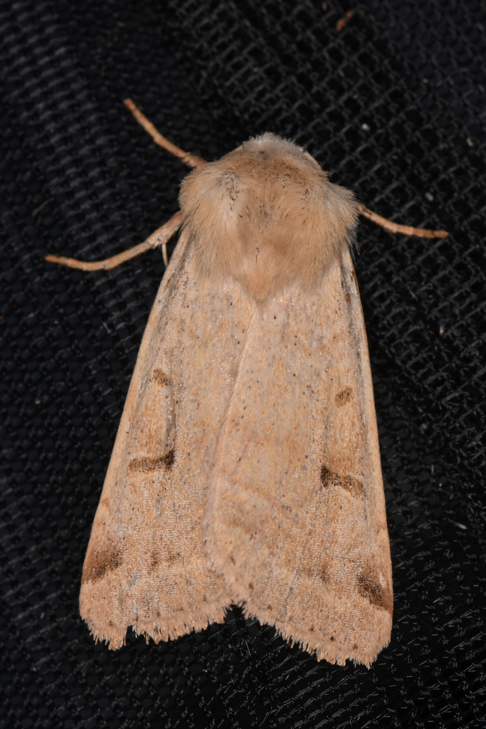 Abagrotis erratica