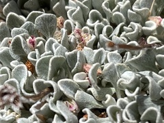 Eriogonum ovalifolium