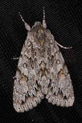 Andropolia aedon