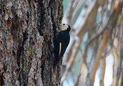 Dryobates albolarvatus