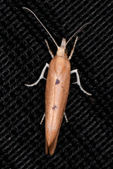 Ypsolopha cervella