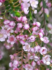 Thryptomene