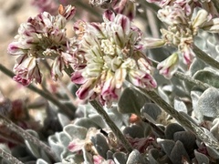 Eriogonum ovalifolium