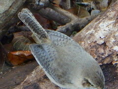 Troglodytes sissonii