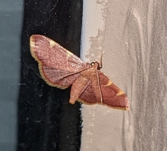 Hypsopygia