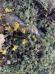 Eriogonum caespitosum