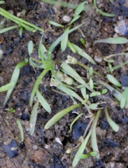 Glossostigma cleistanthum