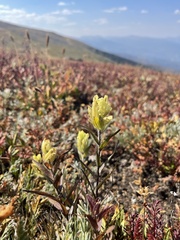 Castilleja occidentalis