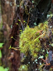 Dicranum fuscescens