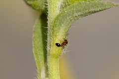 Solenopsis xyloni