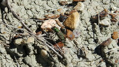 Cicindela purpurea