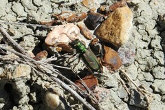 Cicindela purpurea