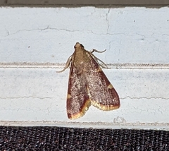 Hypsopygia